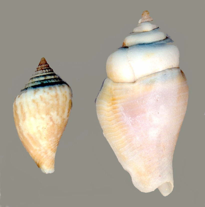 strombidae